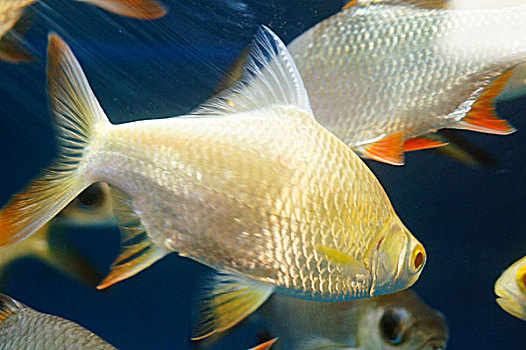 双线鲫鱼在水族馆