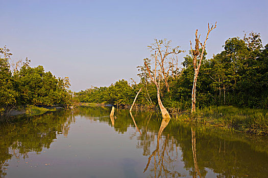 湿地,世界遗产,孙德尔本斯地区,孟加拉,亚洲
