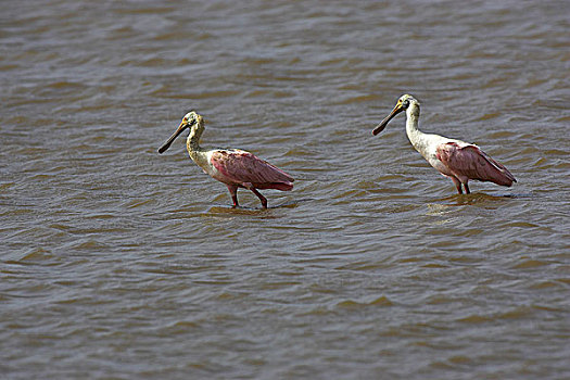 粉红琵鹭,站在水中,委内瑞拉