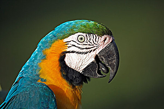 金刚鹦鹉,成年,头像,潘塔纳尔,巴西,南美,北美