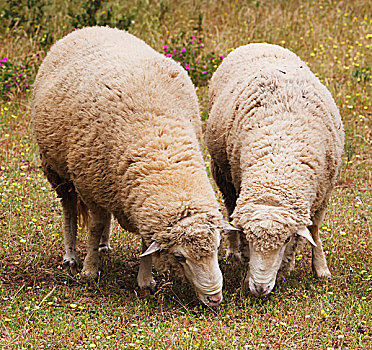 绵羊,放牧,安达卢西亚,西班牙