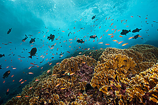 鱼群,拟花鮨属,圣诞节,岛屿,澳大利亚