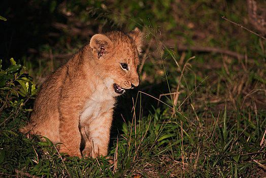 幼狮,狮子,早晨,亮光,塞伦盖蒂,裂谷省,肯尼亚,非洲