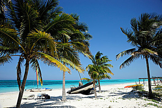 海滩,棕榈树,树,岛屿,省,古巴,大安的列斯群岛,墨西哥湾,加勒比,中美洲,北美