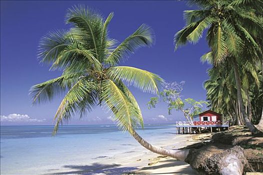 多米尼加共和国,海滩,棕榈树