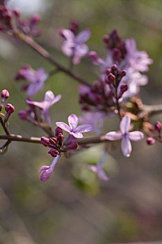 香山植物园内丁香花