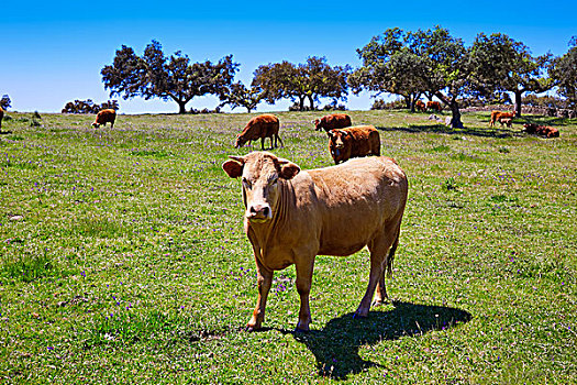 母牛,放牧,埃斯特雷马杜拉,草地,西班牙