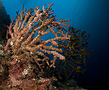 死,珊瑚,礁石,印度尼西亚,东南亚