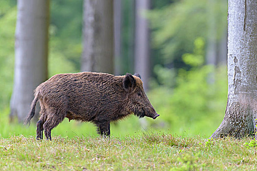 雌性,野猪,施佩萨特,巴伐利亚,德国