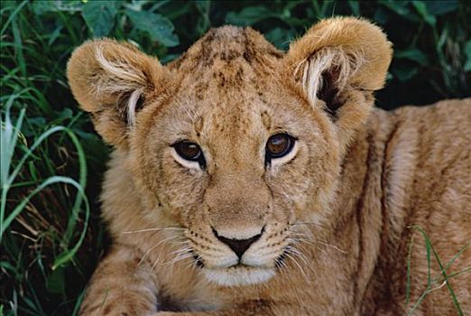 非洲狮,狮子,幼兽,马赛马拉国家保护区,肯尼亚