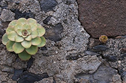 莲花掌属植物,火山岩,石头,帕尔玛,加纳利群岛,西班牙,欧洲