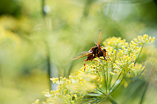 黄蜂,授粉,茴香,花