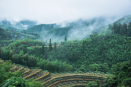 雨雾山景