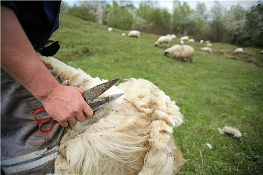 切,绵羊,羊毛