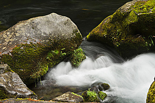 石头,溪流,秋天,区域,尤姆瓦国家森林公园,俄勒冈,美国
