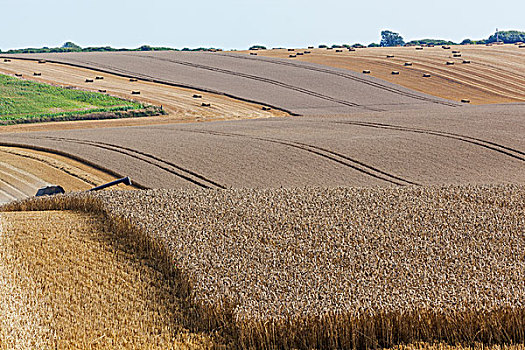 英格兰,肯特郡,小麦,收获