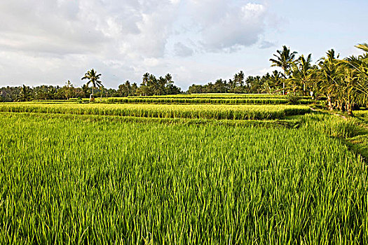 稻田,巴厘岛,印度尼西亚,东南亚