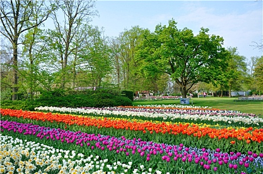 紫色,红色,白色,橙色,郁金香,库肯霍夫公园,公园,荷兰