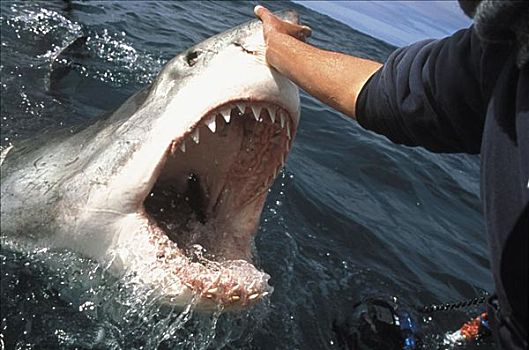 南非,大白鲨,沙鲨属,跳跃,男人,拿着,口鼻部