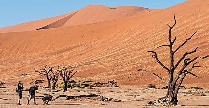 三个,旅游,摄影,枯木,盐,粘土,死亡谷,索苏维来地区,纳米布沙漠,纳米比亚,非洲