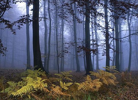 秋天,蕨类,雾状,树林