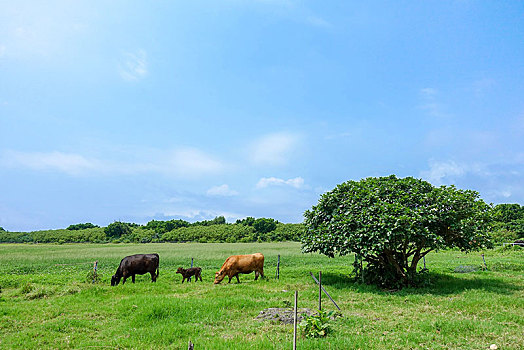 风景,岛屿,冲绳,日本