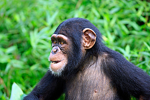 黑猩猩,类人猿,年轻,新加坡,亚洲