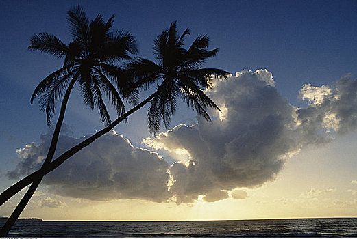 剪影,棕榈树,多巴哥岛