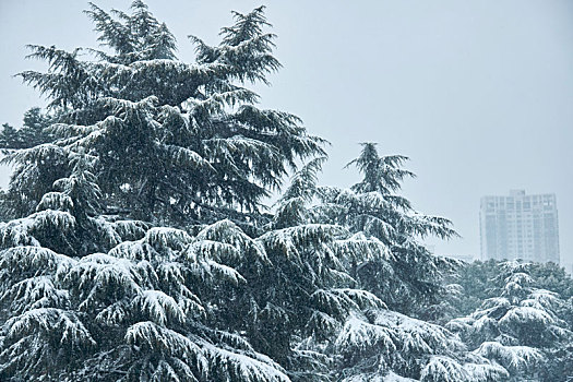 湖南省开福区烈士公园冬季雪景