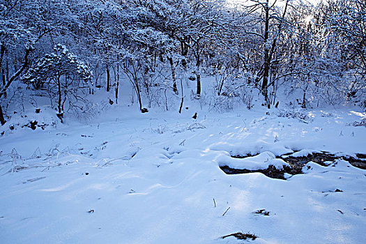 黄山高山沼泽地雪景