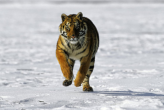 西伯利亚虎,东北虎,跑