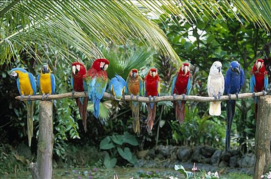混合,金刚鹦鹉,鹦鹉,风信子,红色,绿色,深红色,黄色,蓝色,栖息,南美
