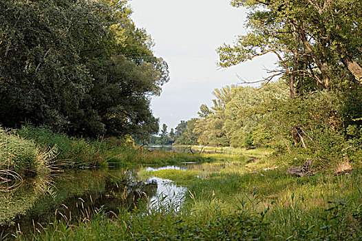 风景,多瑙河,湿地,国家公园,下奥地利州,奥地利,欧洲