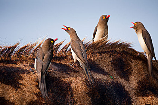 红嘴牛椋鸟,群,长颈鹿,克鲁格国家公园,南非