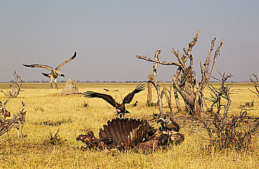兜帽,秃鹰,粉色,头部,白背兀鹫,白背秃鹫,畜体,南非水牛,非洲水牛,萨维提,乔贝国家公园,博茨瓦纳,非洲