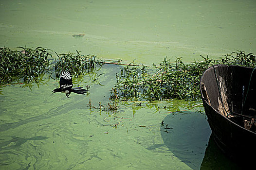 巢湖芦溪湿地蓝藻