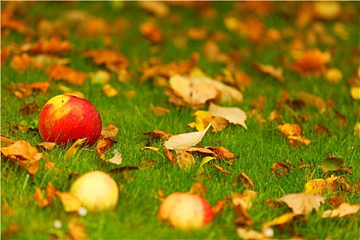 秋天,背景,红苹果,地上,花园