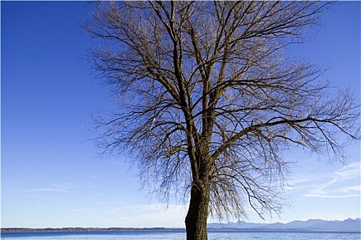 树,基姆湖