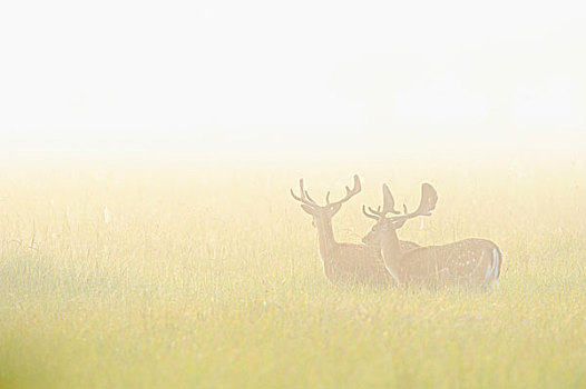 两个,扁角鹿,黇鹿,站立,地点,黑森州,德国,欧洲