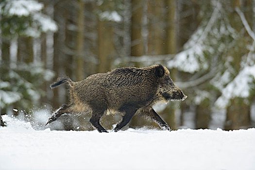 野猪,跑,冬天,巴伐利亚,德国