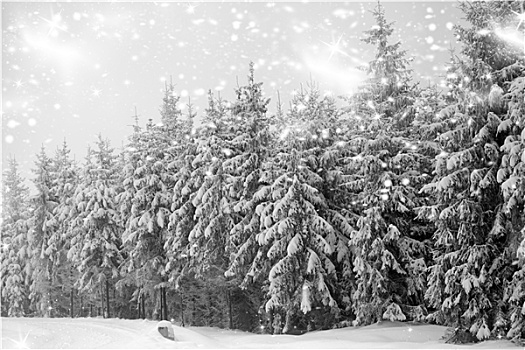 冬季风景,下雪,针叶林