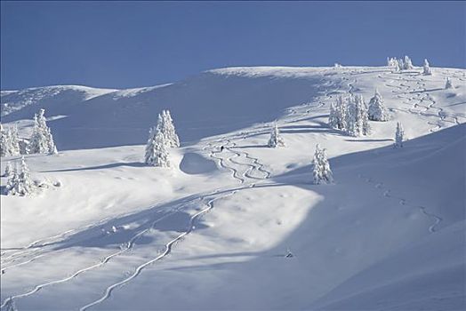 山,斜坡,积雪,年轻,云杉,滑雪轨迹