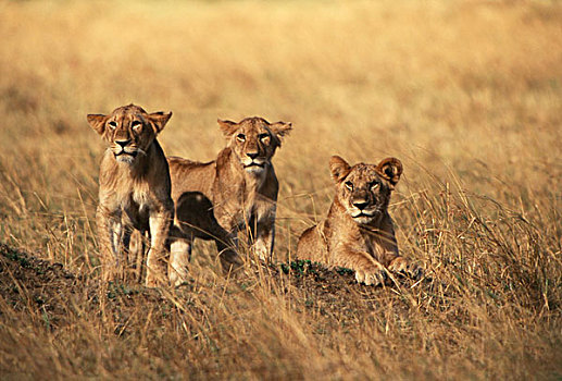 肯尼亚,马赛马拉国家保护区,幼兽,雄性,狮子,草丛,大幅,尺寸