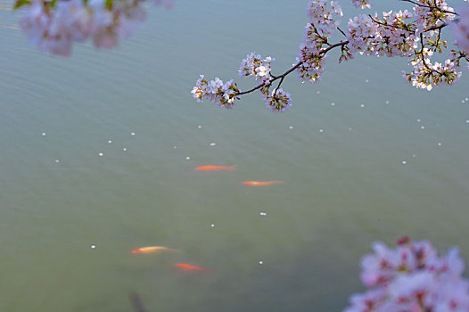 初春东湖樱花园