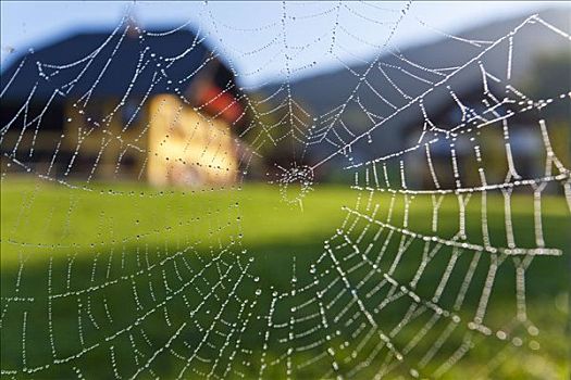 蜘蛛网,农场,背景,萨尔茨堡,奥地利