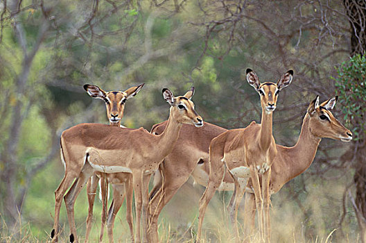 非洲,南非,国家公园,黑斑羚,雌性,树林,边缘