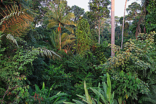 雨林,国家公园,苏门答腊岛,印度尼西亚