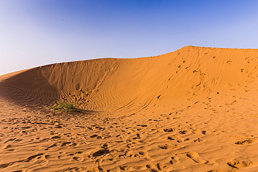 沙漠,骆驼