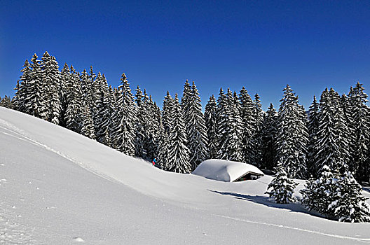 滑雪者,冬季风景,区域,边界,巴伐利亚,德国,提洛尔,奥地利,欧洲