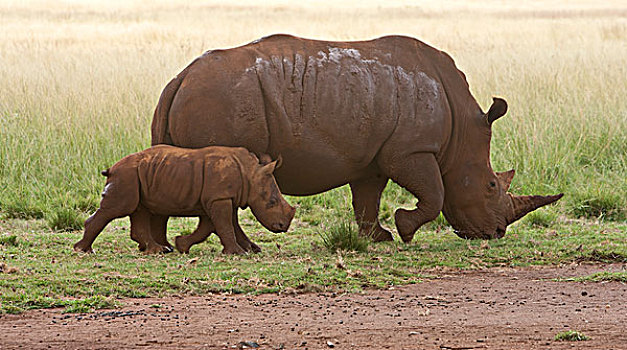 白犀牛,犀牛,狮子,自然保护区,南非